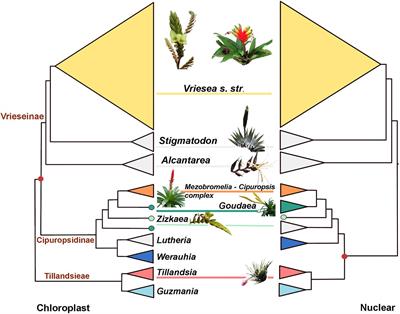 Genome Skimming Reveals Widespread Hybridization in a Neotropical Flowering Plant Radiation